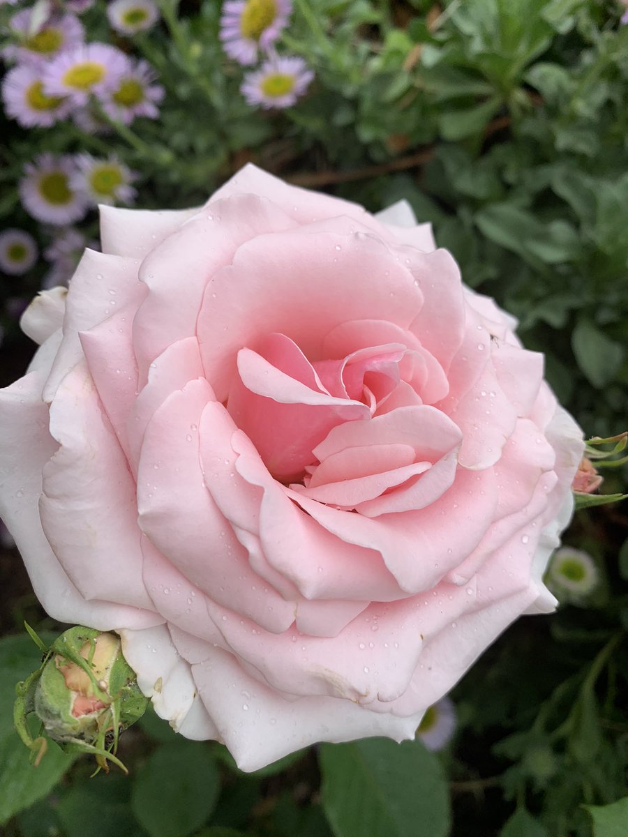 LynnParsonsUK's tweet photo. Come on in & Escape the real World @magicfm from 7pm Fantastic Thursday Night Musical Treats plus Your Whispers & Windows #FlowersareHappy #RefreshingRain https://t.co/a9Os3fkJvQ