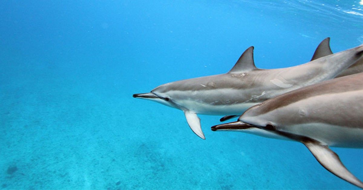 dolphindefender's tweet photo. Have you #JoinedThePod? Sign up today and you'll receive:
π¬ Articles and videos on wild dolphins
βοΈ Information on how to help dolphins living in captivity
π’ Actions urging travel companies to remove wildlife performances
https://t.co/ihCD1Yqm8I https://t.co/8jPBmByQDa