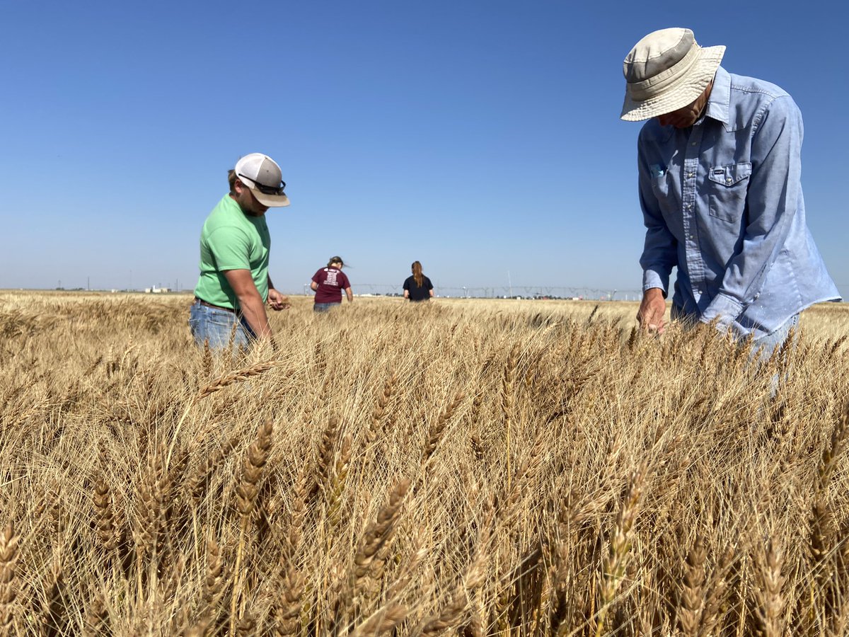Final approach to #harvest2021 in the Bushland, TX #wheat breeding irrigated nursery: pulling heads of our best Elite lines for purification