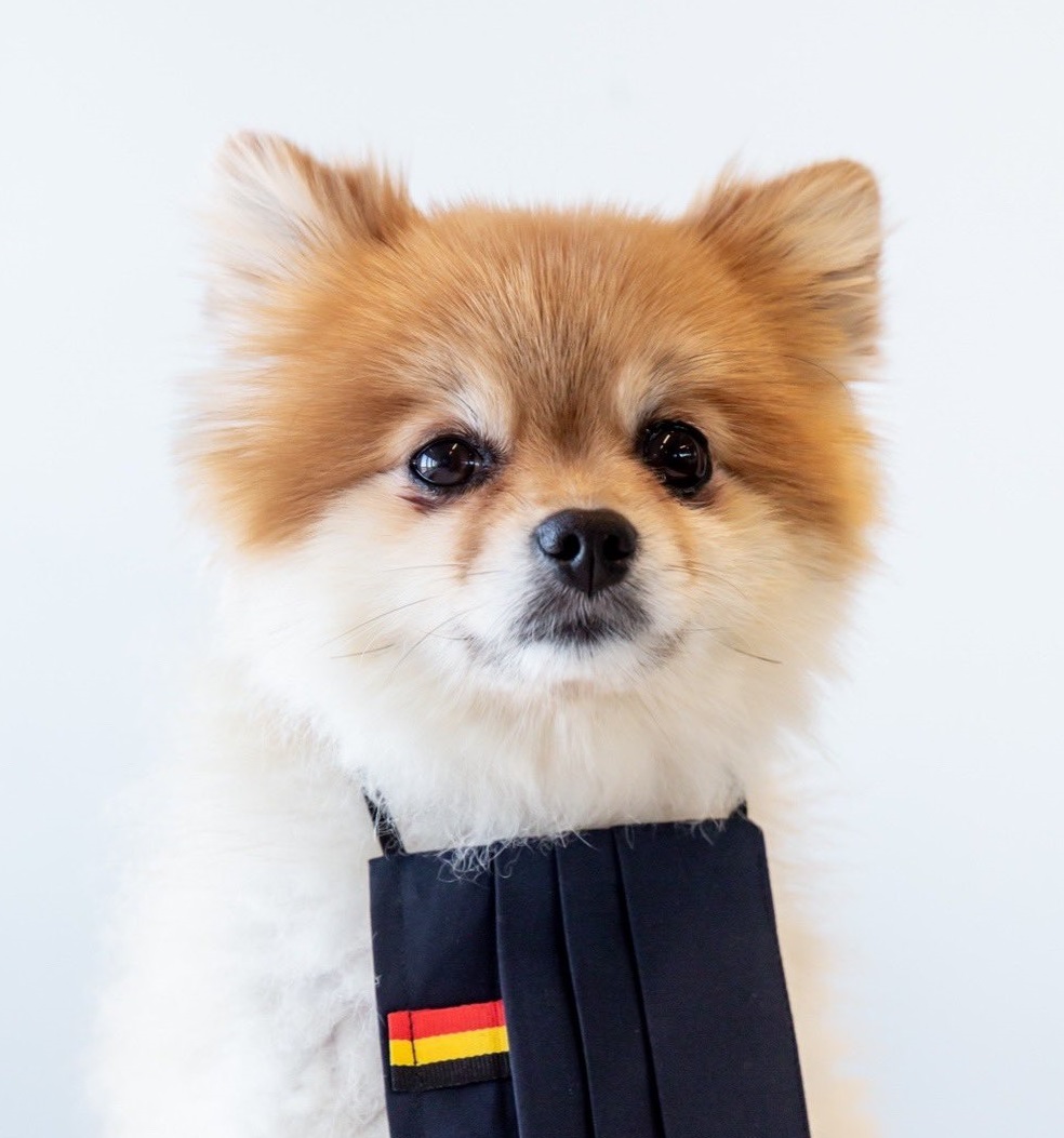 "C'est une bonne situation, ça, juge à la cour constitutionnelle ?"