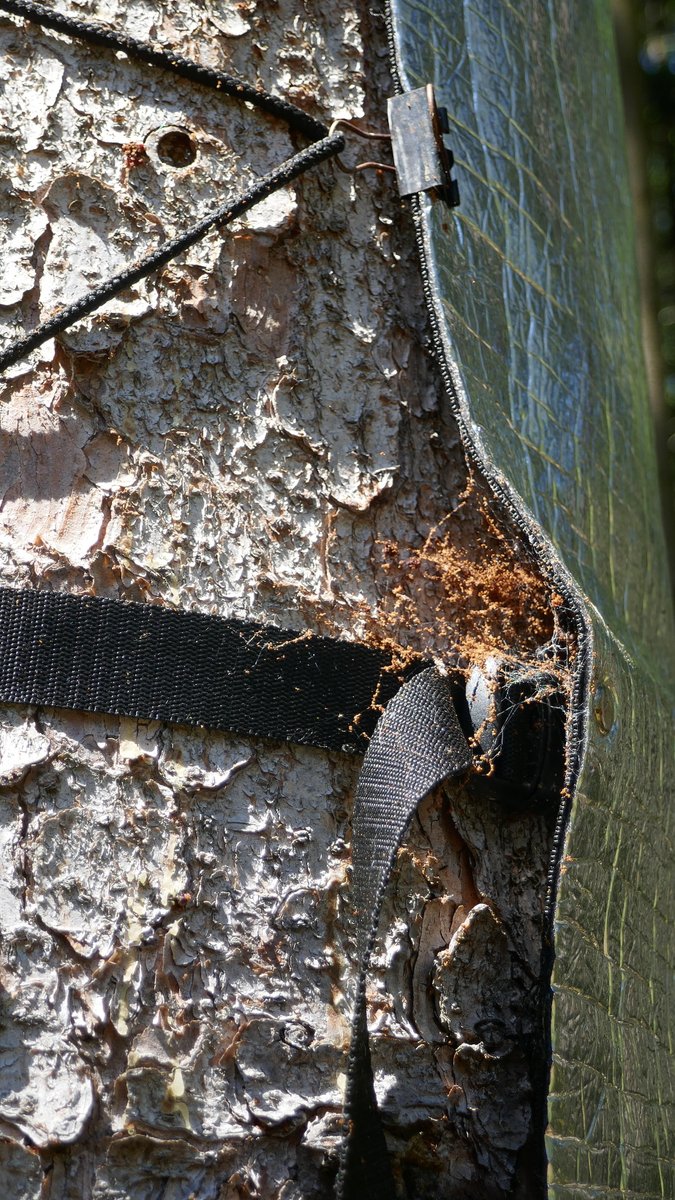RModlinger's tweet photo. Second campaign in the #EXTEMIT-K #plot3and4. Experimental trees are attacked by bark beetles. Lot of people is involved. https://t.co/tNrBsO58Vv