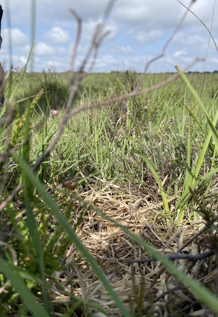 An empty curlew nest in the New Forest. It was their 2nd attempt. Camera trap showed a fox taking the eggs at night. All nests in this area failed. The harsh reality of waders in Britain. ⁦<a href="/CurlewAction/">Curlew Action</a>⁩ ⁦<a href="/curlewrecovery/">Curlew Recovery Partnership</a>⁩ ⁦<a href="/waderquest/">Wader Quest</a>⁩ ⁦<a href="/WaderStudy/">Wader Study</a>⁩