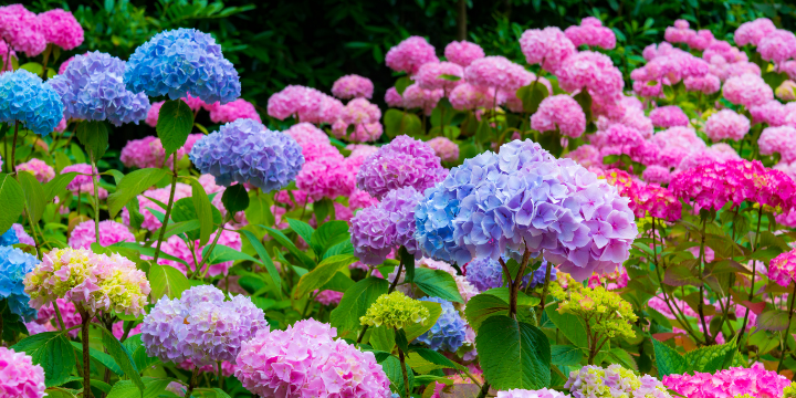 Whether cut or dried, in bushes or trees, hydrangeas are #NOTL's darlings! These year-round beauties are just one of 10 great categories in this year's Garden of the Week Contest, run by the #NOTL Communities in Bloom Committee.