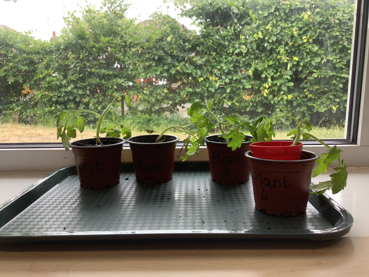 King_SMCA's tweet photo. We have set up our own plant investigation today, after discussing what a plant needs in order to grow. We will see in a few weeks time the difference in each plant, after living in a variety of conditions. https://t.co/7ZRxiYdlsT