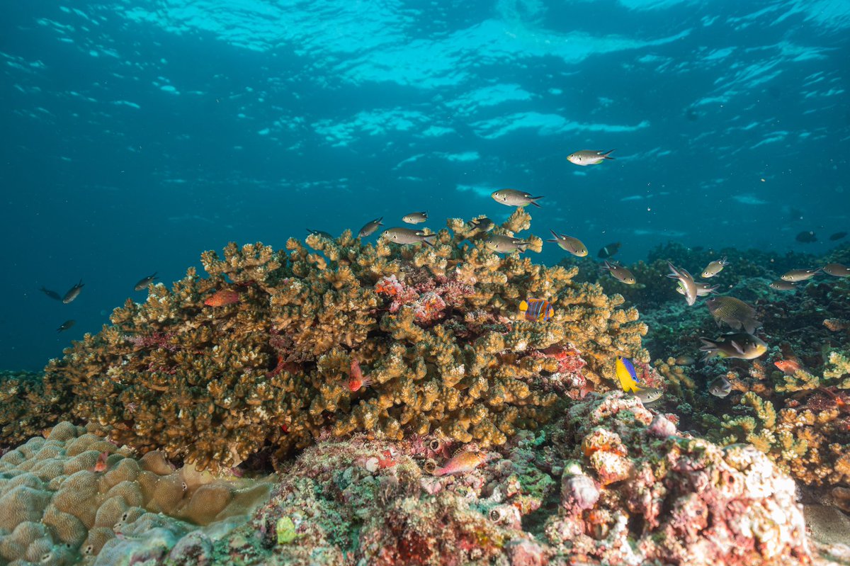 Colorful reef fish swim around a coral reef. Photo by Max Bello