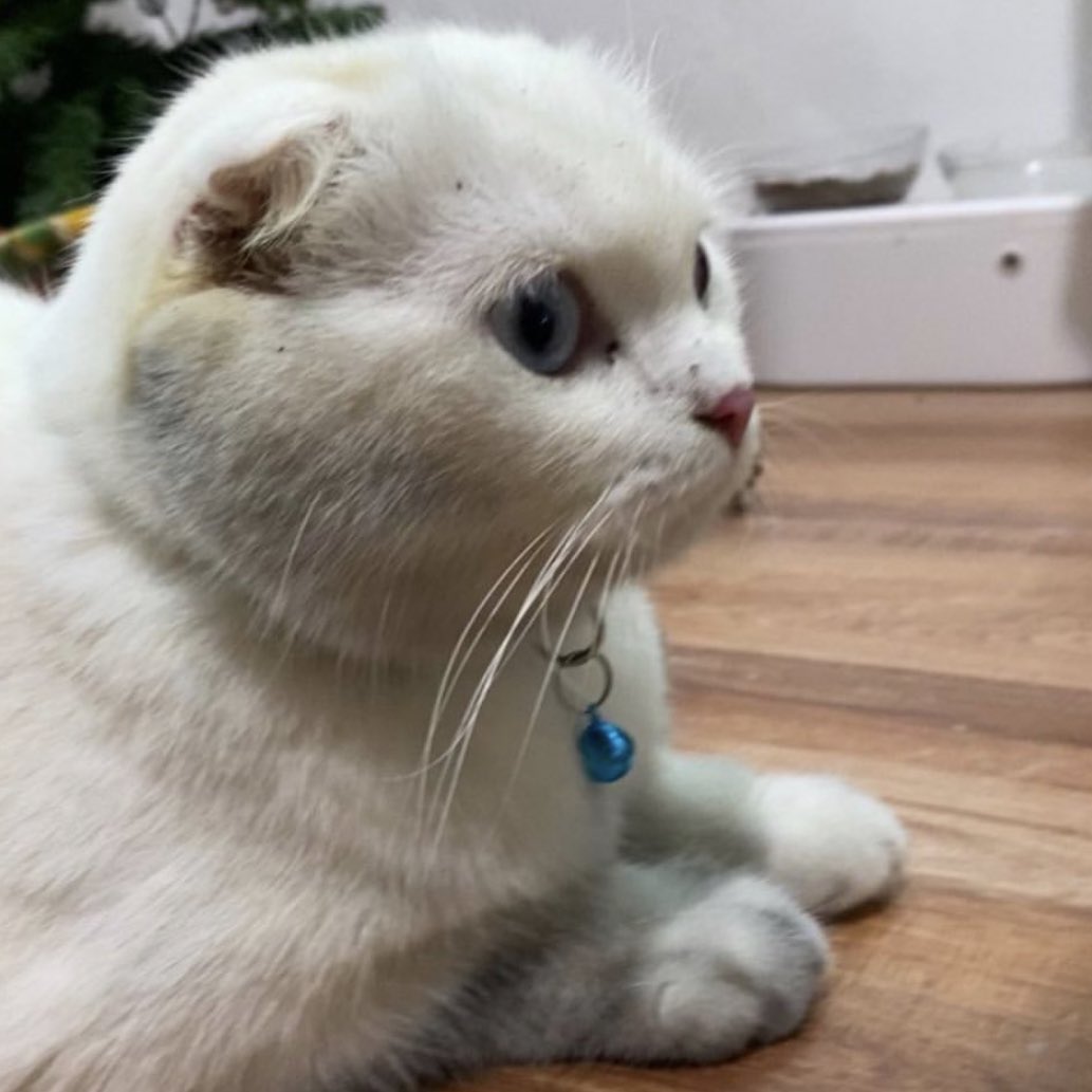 ૮꒰˵• ﻌ •˵꒱ა tweet media