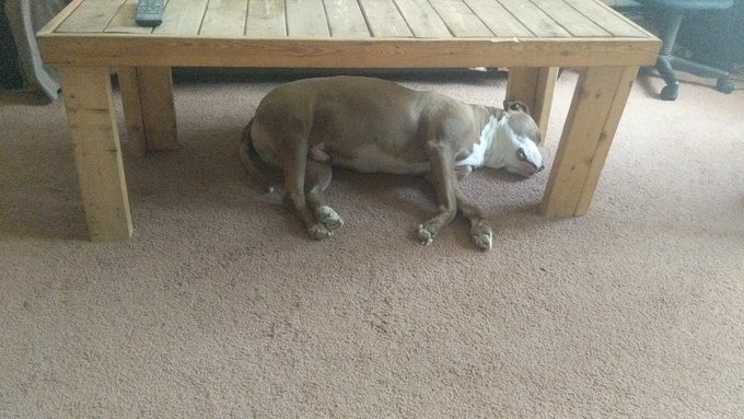 When it's so hot you just want to hide under the coffee table until summer is over. ❤️ https://t.co/<a href="/tag/superfan"class="tags"><span>#superfan</span></a>