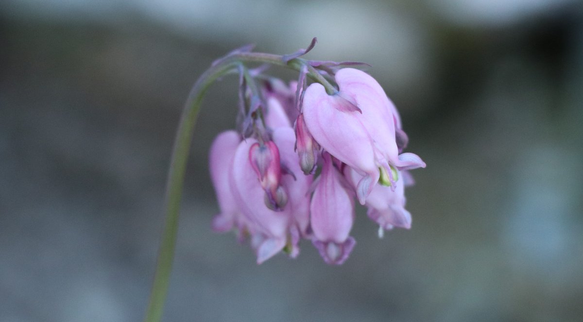 LovelyEarthS's tweet photo. Throwback Thursday to another bleeding heart that popped up on its own earlier this Spring. This was such a cool variety that I had never seen before.
#bleedingheart #bleedinghearthybrid #lightpurplebleedingheart #Springflowers #PollinatorFlower #throwbackthursday #TBT https://t.co/mrhnVPKBY3