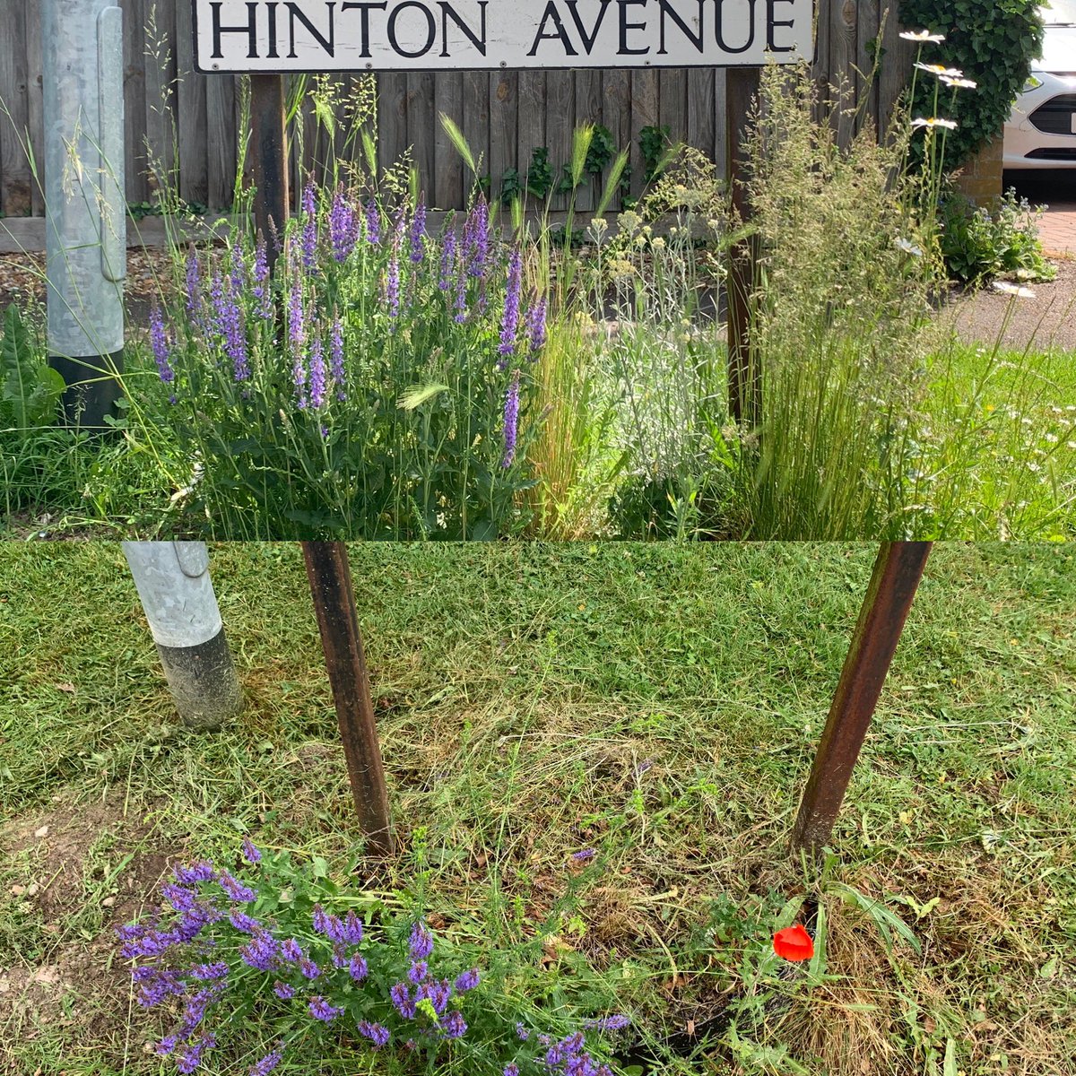 Little_Cambs's tweet photo. @camcitco So gutted! The top picture was yesterday…salvia in full bloom, ox eye daisies, bees a plenty 🐝 The second is today after the strimmers came! https://t.co/EUPDMCxoT6