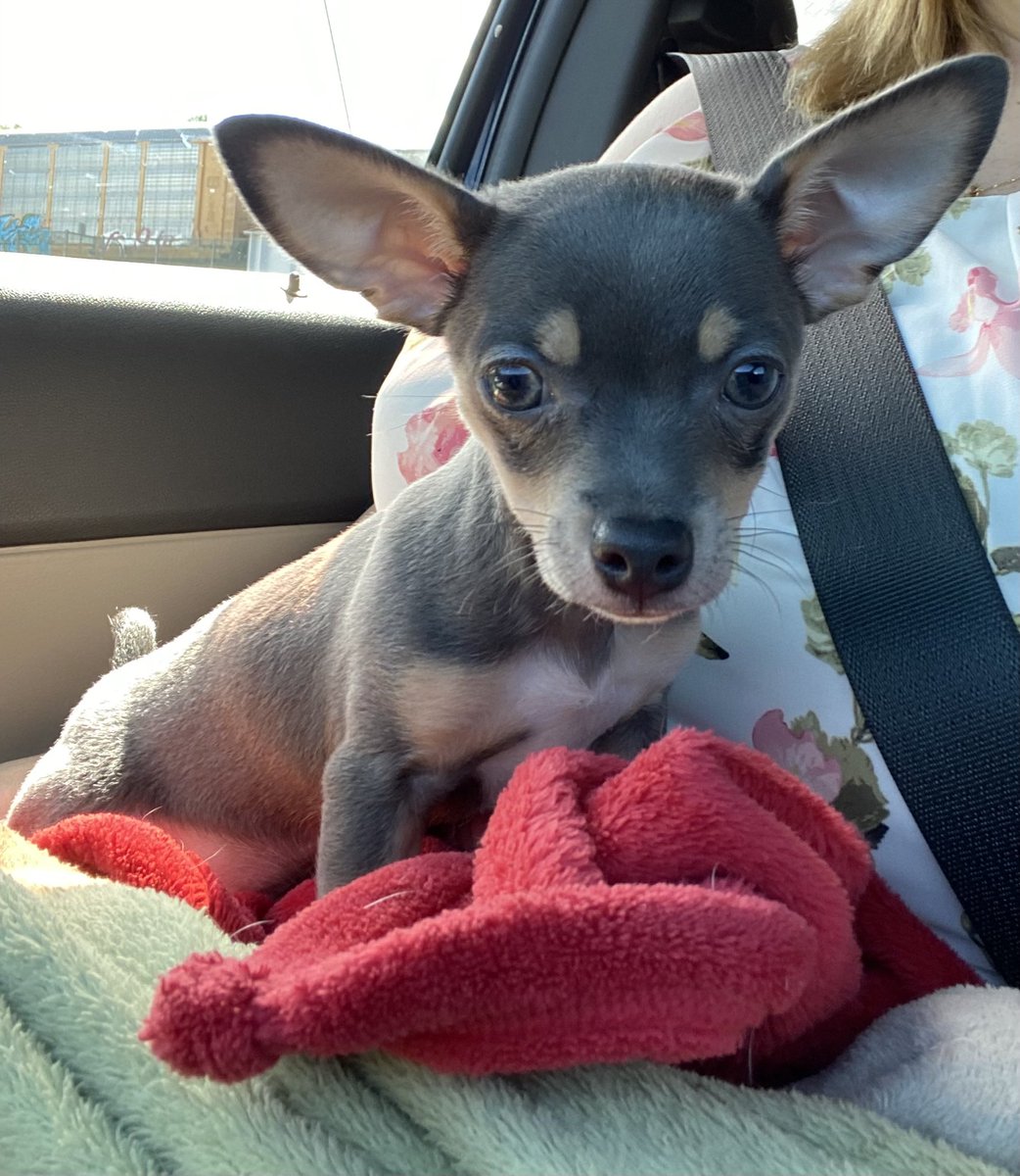 BrunoFitzy's tweet photo. Meet Chip! 🍪 He’s my new little brother and partner in crime! 🐕 https://t.co/LQvyDPJd9Z