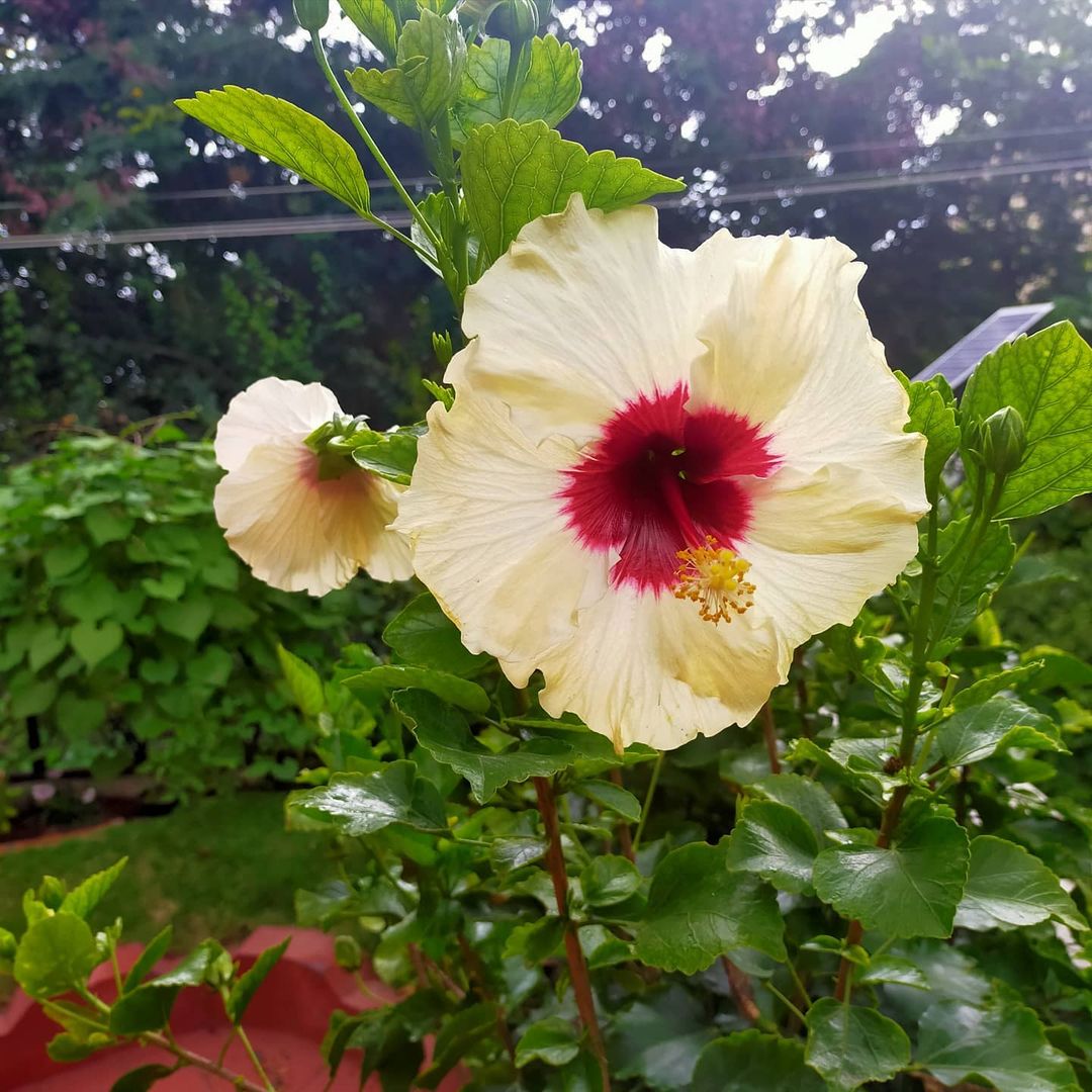 After a series of infections our hibiscus are slowly starting to bloom!
.
#hibiscusflowers #hibiscus #myflowergarden #myflowers #myterracegarden #myplantlovinghome #mygardentoday #mygardenstory #mygardentales🌾🌿☘️🍀