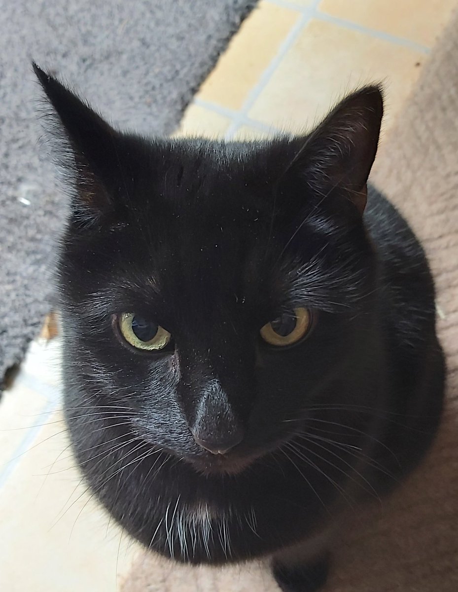 anne_twain's tweet image. That face when someone else is sitting in your human's lap. #CatWorldProblems #CatPolitics