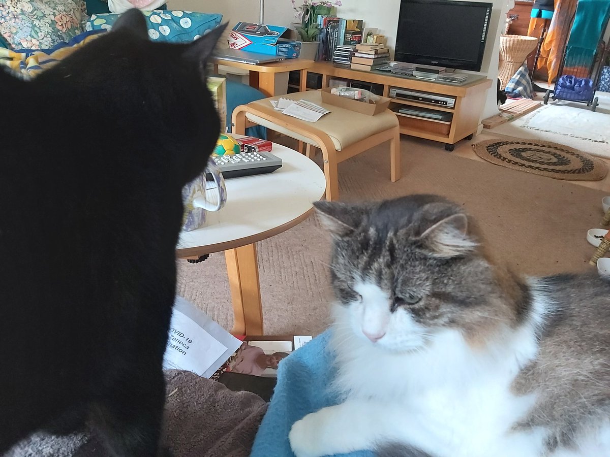 anne_twain's tweet image. That face when someone else is sitting in your human's lap. #CatWorldProblems #CatPolitics