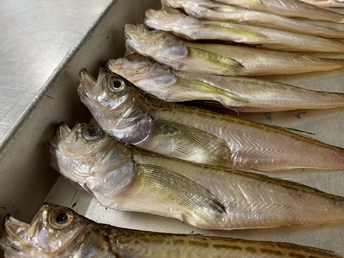 ハタハタ 트위터 검색