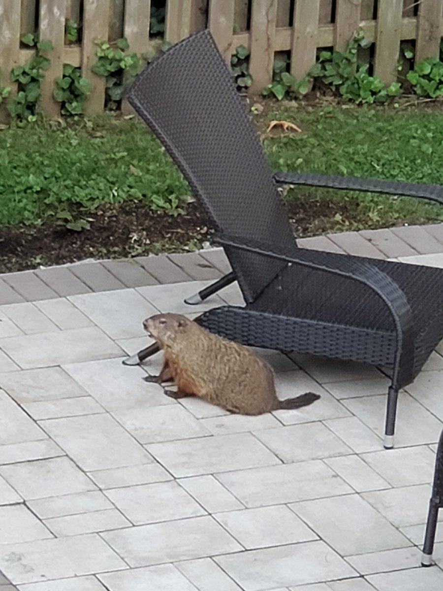 rcmatny94's tweet photo. this is our friendly backyard groundhog, i like to call them gus. gus eats the weeds and bugs that make their way into our back yard. Gus' favorite activity is sunning on the ridge of the firepit https://t.co/YiZMRQ5IG5