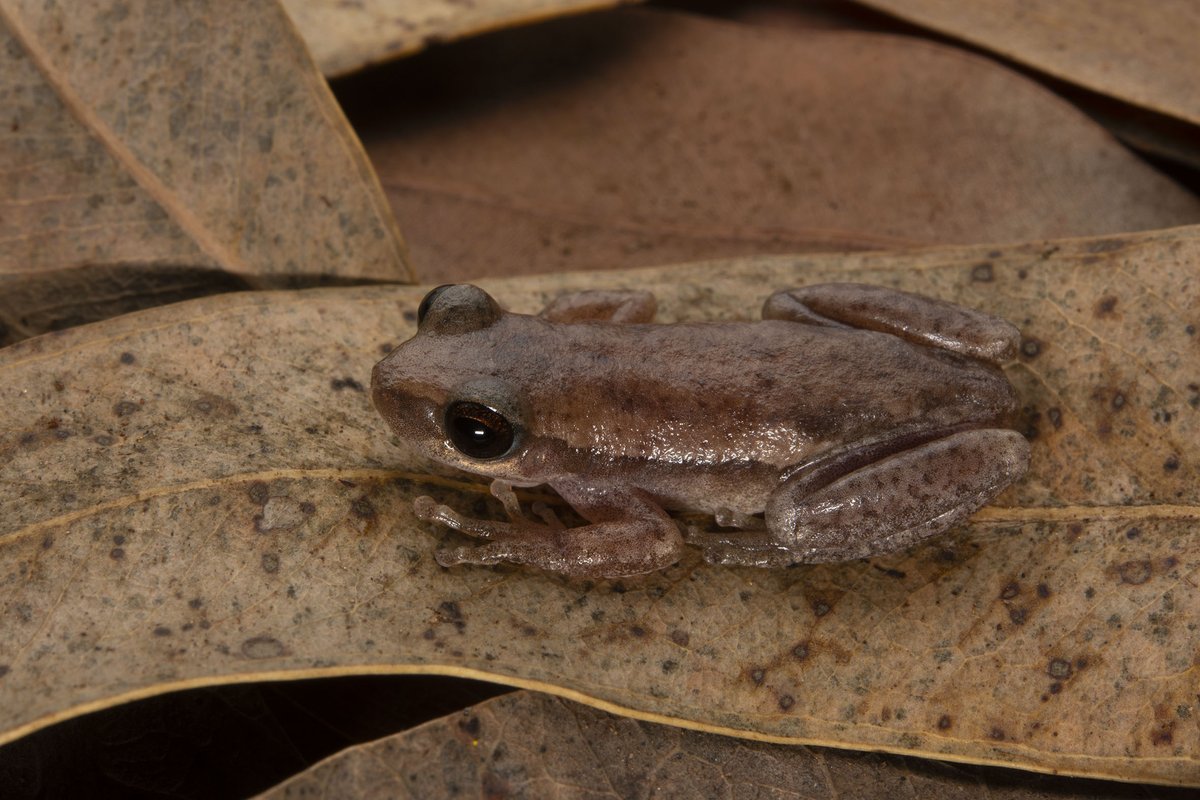 Jodi Rowley tweet media