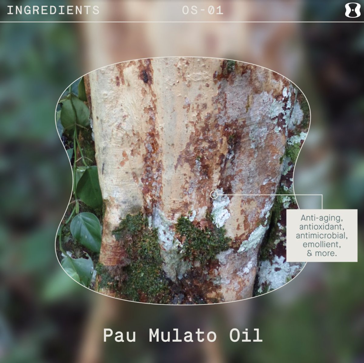 ☁️ Did you know that one of OneSkin's key ingredients is Pau Mulato Oil? Pau Mulato is derived from the Mulateiro tree of the Amazon Rainforest which has been called the “Tree of Life” Recent research highlights its antioxidant and anti-inflammatory properties.