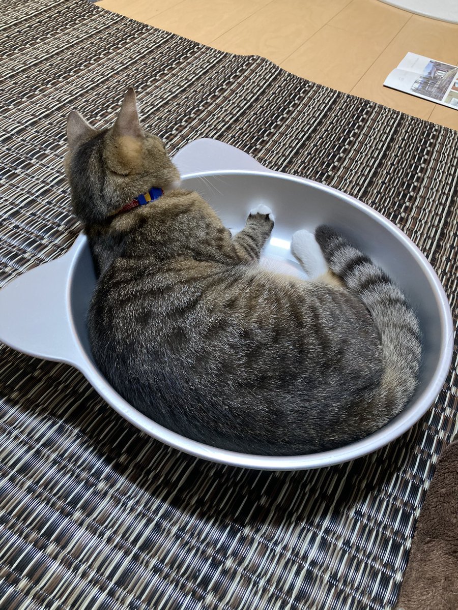 日本人が猫を食べるなんて聞いたこともない D トルコ 猫 Togetter 日本人が猫を食べるなんて聞いたこともない D トルコ 猫 Togetter