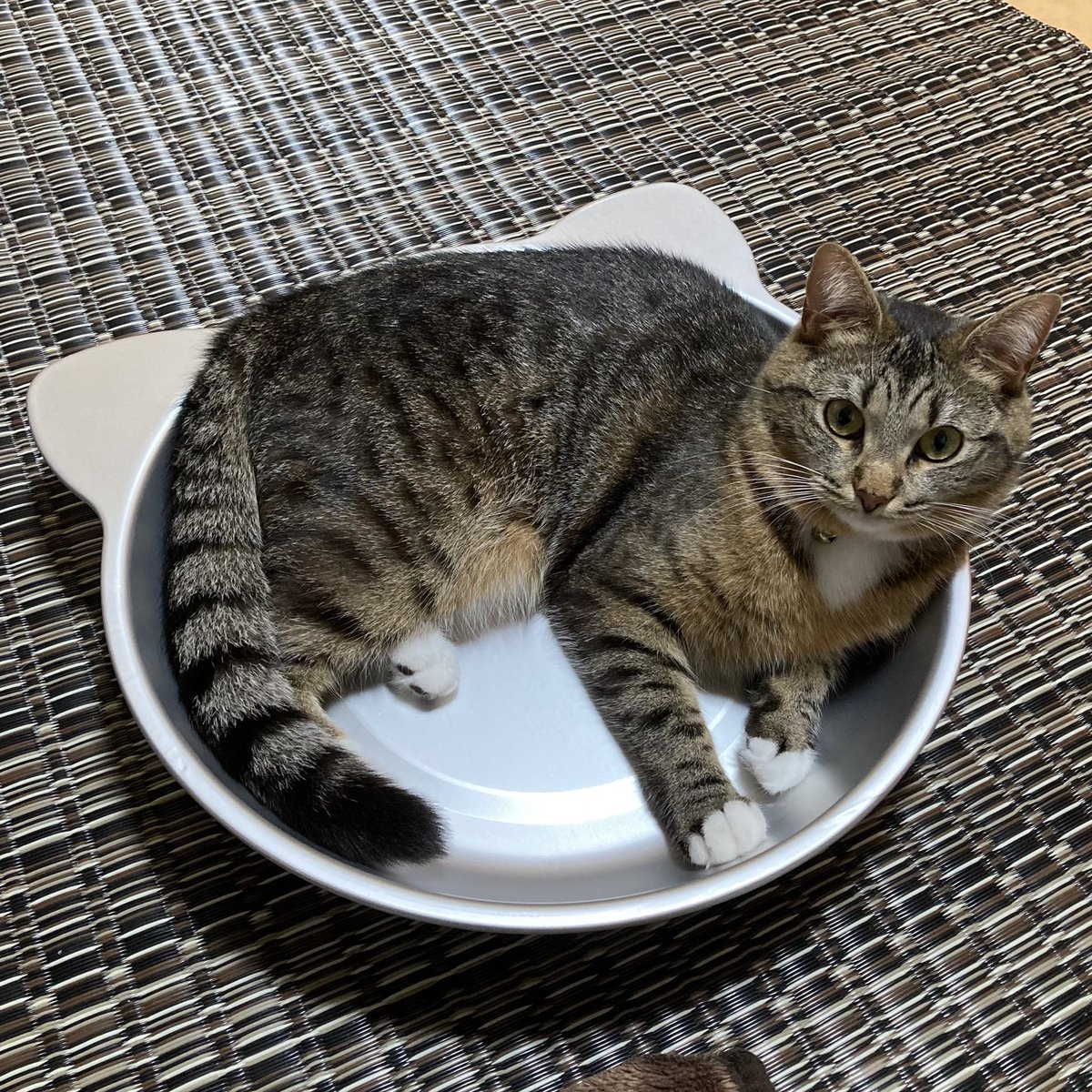 日本人が猫を食べるなんて聞いたこともない D トルコ 猫 Togetter 日本人が猫を食べるなんて聞いたこともない D トルコ 猫 Togetter