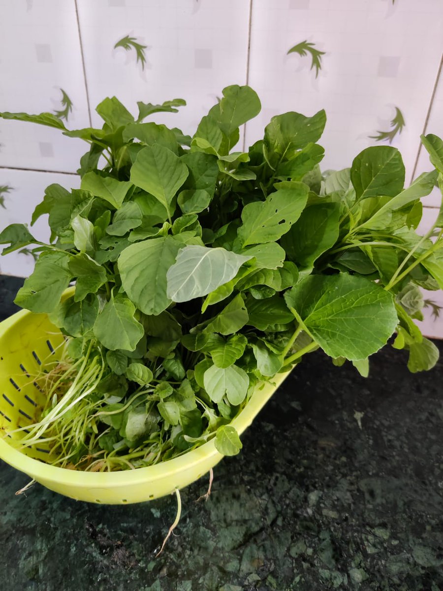 #Bestoutofwaste

There are always things lying in your backyard,discarded stuff simply occupying space.This can be put to good use.

The cracked bath tub is now used as a huge pot for growing leafy vegetables in our #terracegarden. 

#recycledwaste
#gardening 
#FridayMotivation