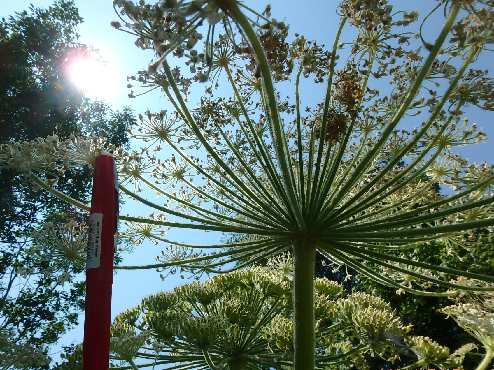 gianthogweed twitter search twitter