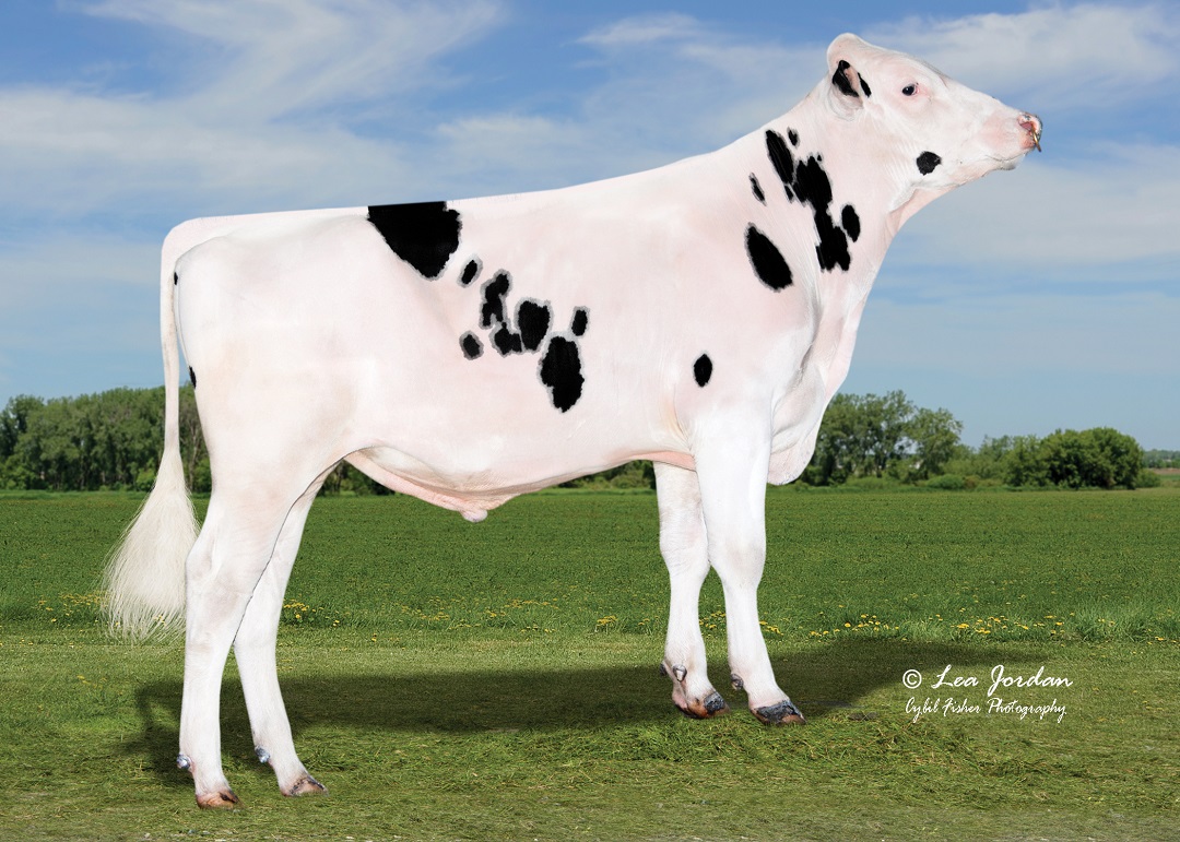 Did someone say POLLED? 😍
New release, 1HO15649 NIKOLAO-P hit the lineup today at +987 ICC™, with +121 CFP, 133 Feed Saved, +6.2 PL, +1.6 DPR. This one is on 🔥!
Call your GENEX representative today or --> bit.ly/1HO15649 for more.