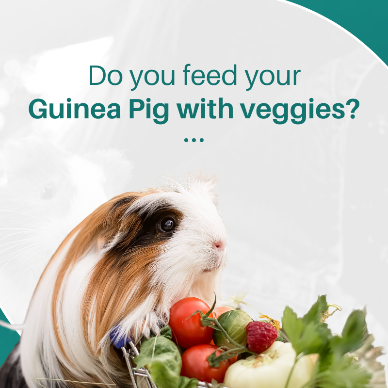 Do you feed your Guinea Pig with veggies?

👉  Let us know in the comments below!