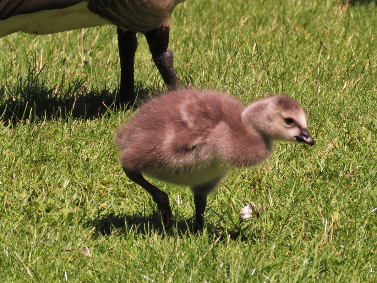 cihurst's tweet photo. Lovely Barnacle Geese goslings #RiverChurnetGardens #Rocester. @StaffsWildlife @Britnatureguide @WildAboutNatur @NatureUK @wildlife_uk https://t.co/eVKJQA1EjK