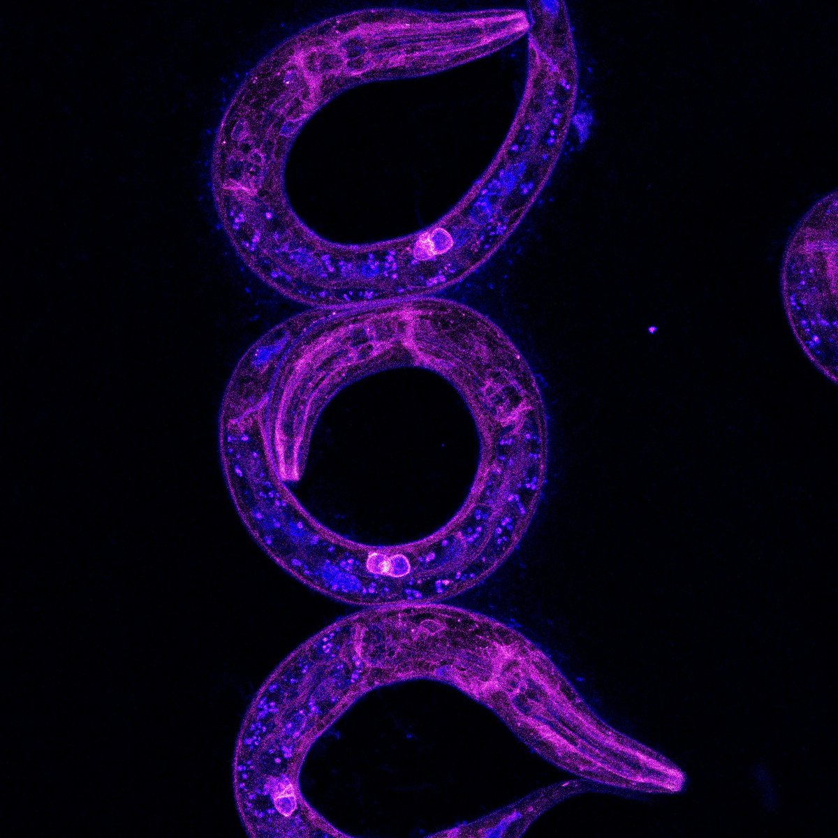 foodskop's tweet photo. Trielegans @BauerJack92 @UMontreal in the Labbe Lab #worm21 #wormart21 @GeneticsGSA https://t.co/jnyxqSZ0MT