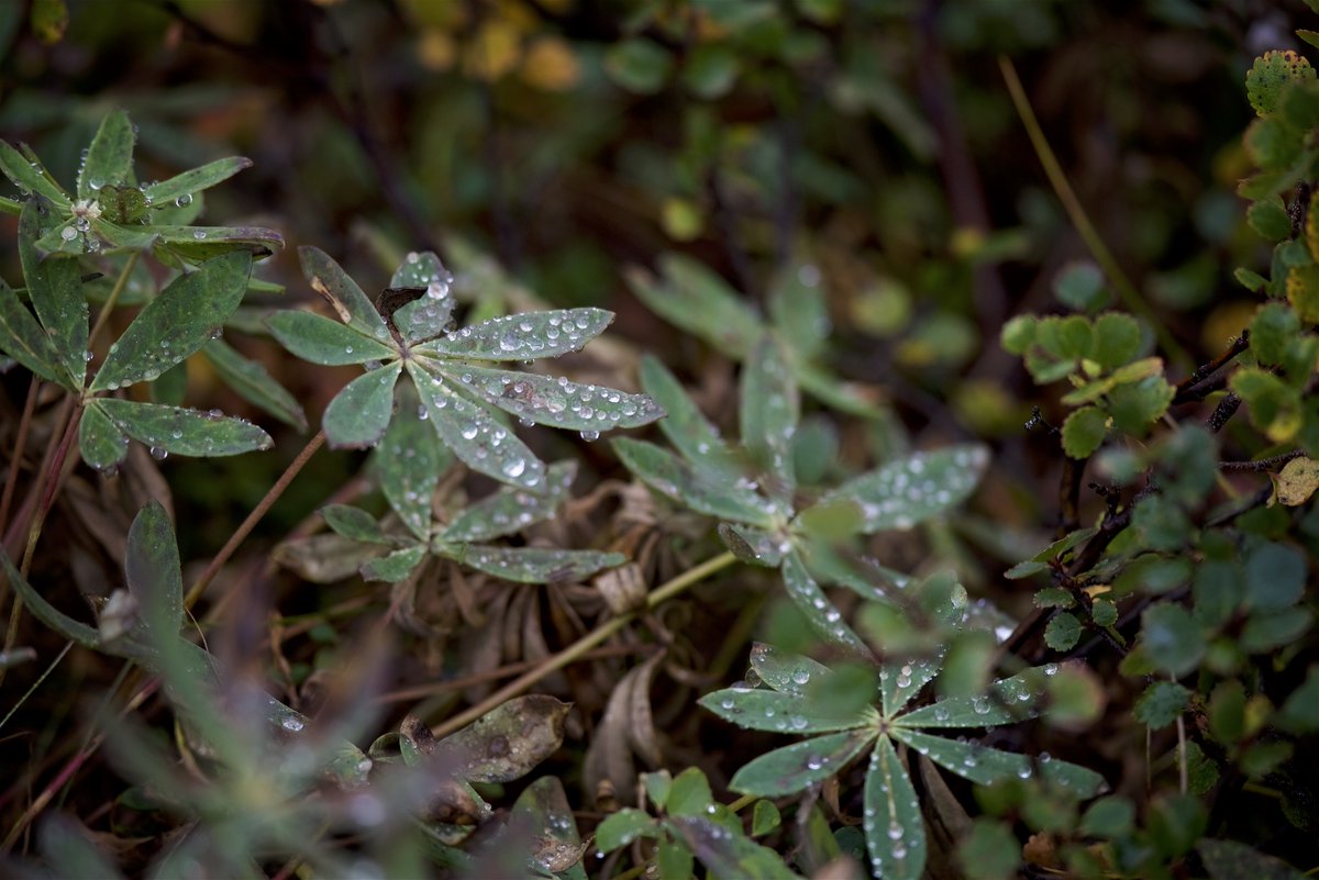 SOI Foundation | Fondation SOI tweet media