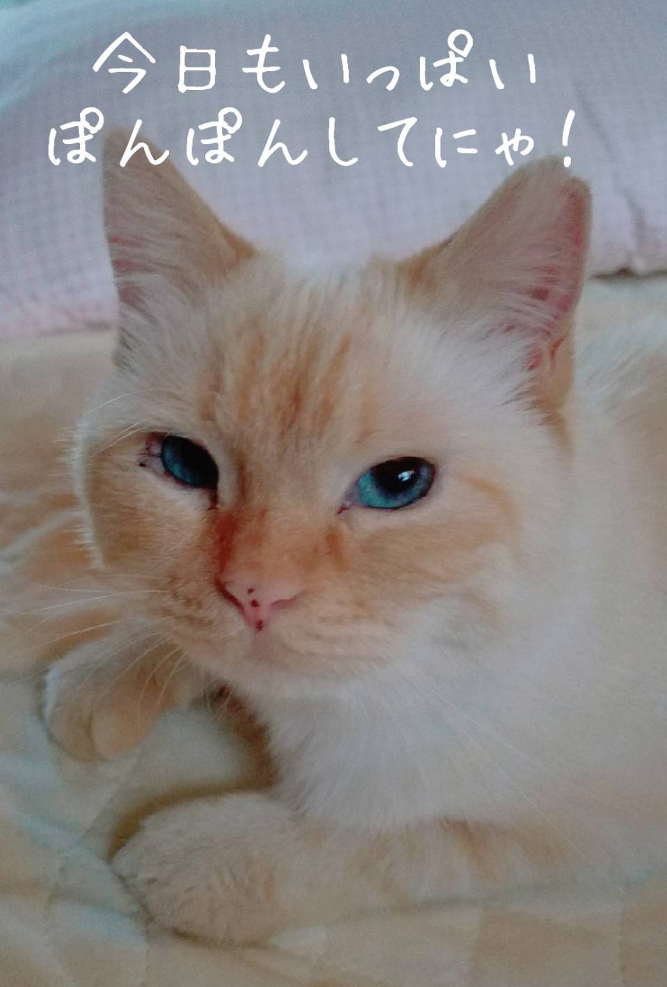 保護猫カフェかぎしっぽ Twitter Search Twitter