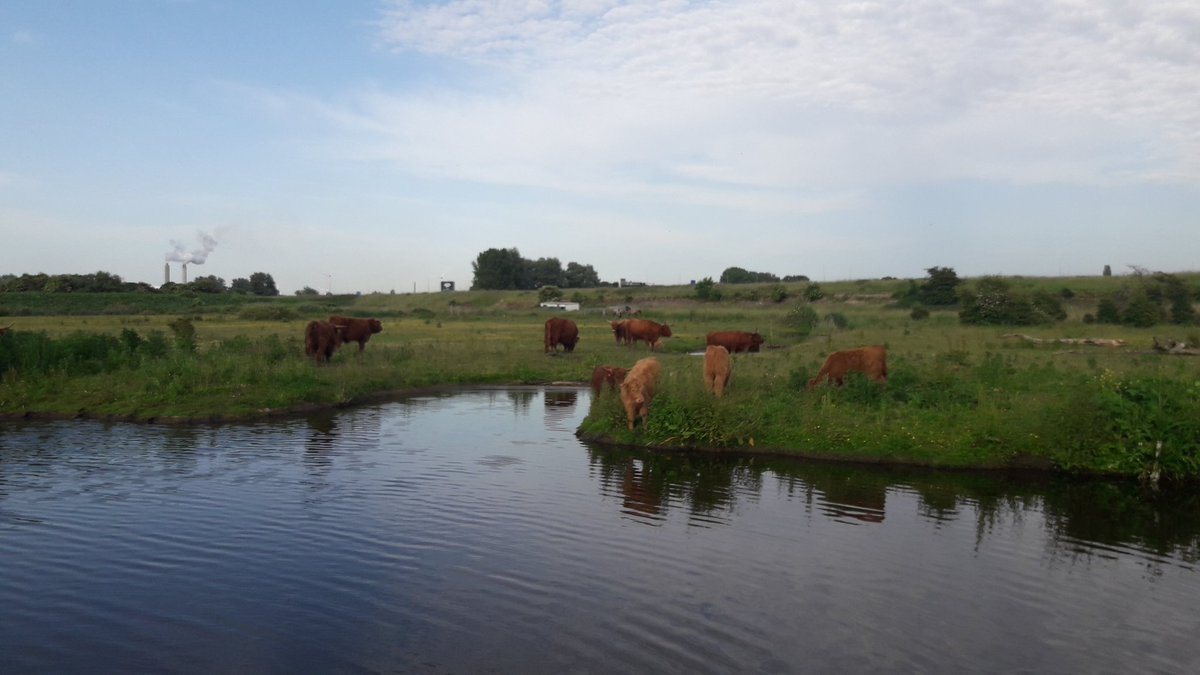 Mooie avondkudde controle ronde Geuzenbos Amsterdam. Tijdje aan het water de kudde zitten observeren😊.
