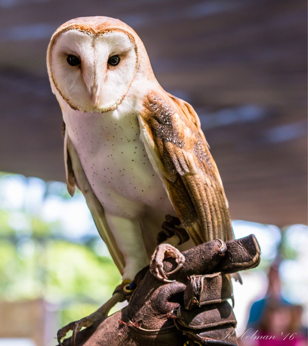 SeeRockCity's tweet photo. Meet Bob. He is a 9-year-old barn owl &amp; one of the rockstars in our Birds of Prey Shows! Lookout this summer for all kinds of fun facts on our feathered friends! 

#BirdsofPrey #RockCityRaptors #SummerMusicWeekends

📷: Ray Helman https://t.co/VheAjMliSl
