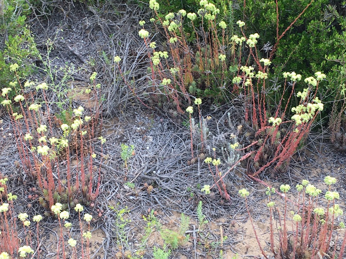 JosefssonOla's tweet photo. Intressant förmiddag, studiebesök vid Solkustens sanddyner, nya kunskaper i ekosystemet. Var rädda om sanddyner, de har stor betydelse för fauna och flora. (Muchas gracias a Estefania Espejo y @MariaMoranGarc4 por la interesante información). #ProDunas #Marbella @Cantuesoseeds https://t.co/wRzEKqfjho