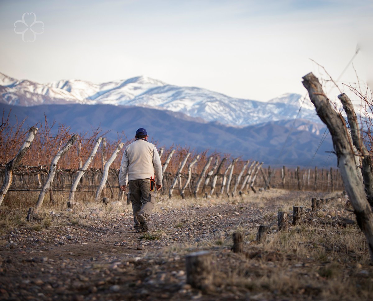 La interacción constante entre hombre y naturaleza es uno de los pilares de nuestra filosofía. Durante la poda, se eligen las yemas portadoras de uva para la próxima cosecha, asegurando la calidad de cada uno de los racimos que darán vida a vinos extraordinarios.