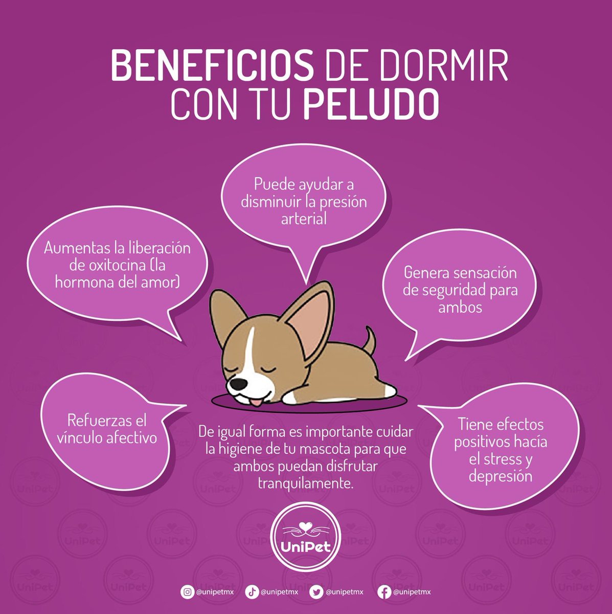 UniPetMx's tweet photo. ¿Tu peludo te acompaña al dormir?
 #sleep #dog #benefits #love #unipet https://t.co/vwGXs469UZ