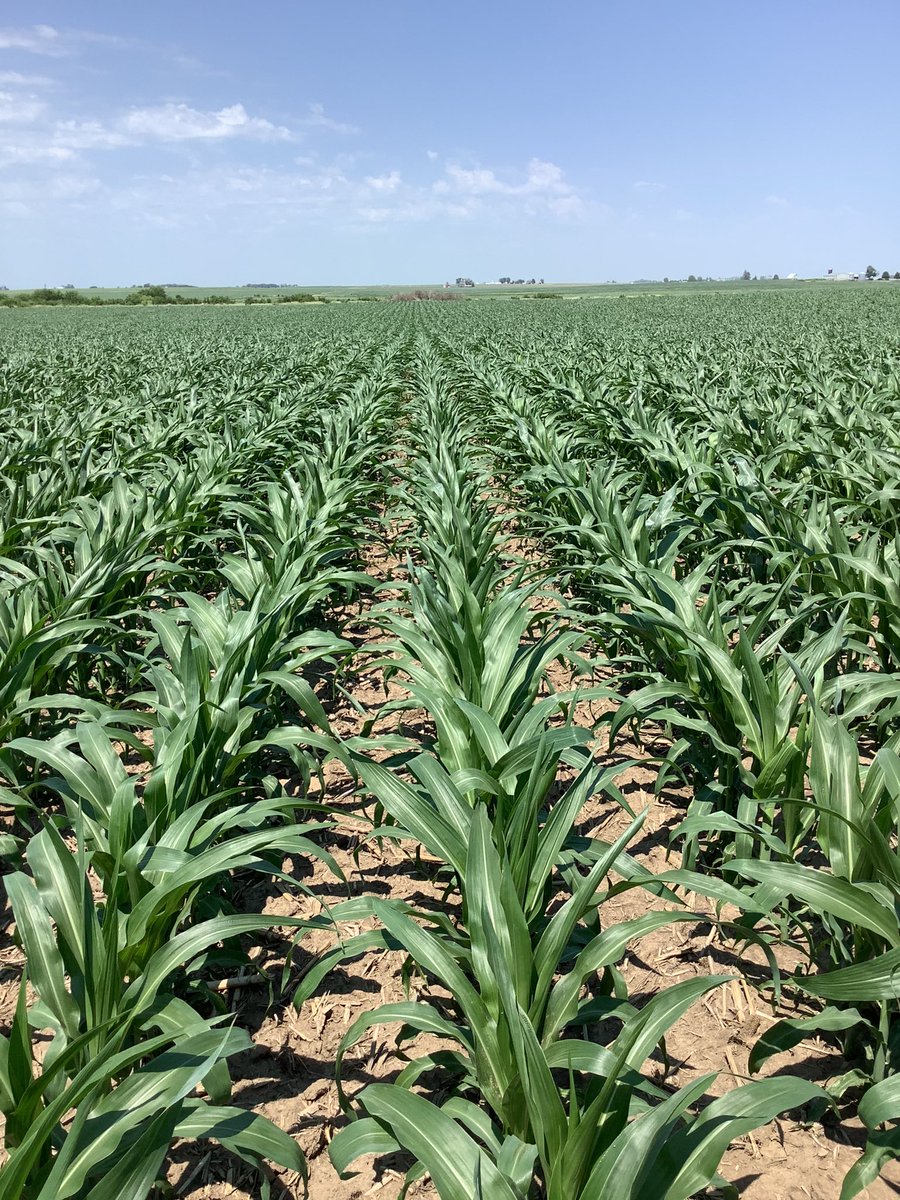 rvcinterns's tweet photo. Here is a in field comparison and a satellite imagery view of the Citri-Che Zinc product discussed in the last video! @WinFieldUnited @RVCooperative #interntalk https://t.co/gdgwM1jBGe