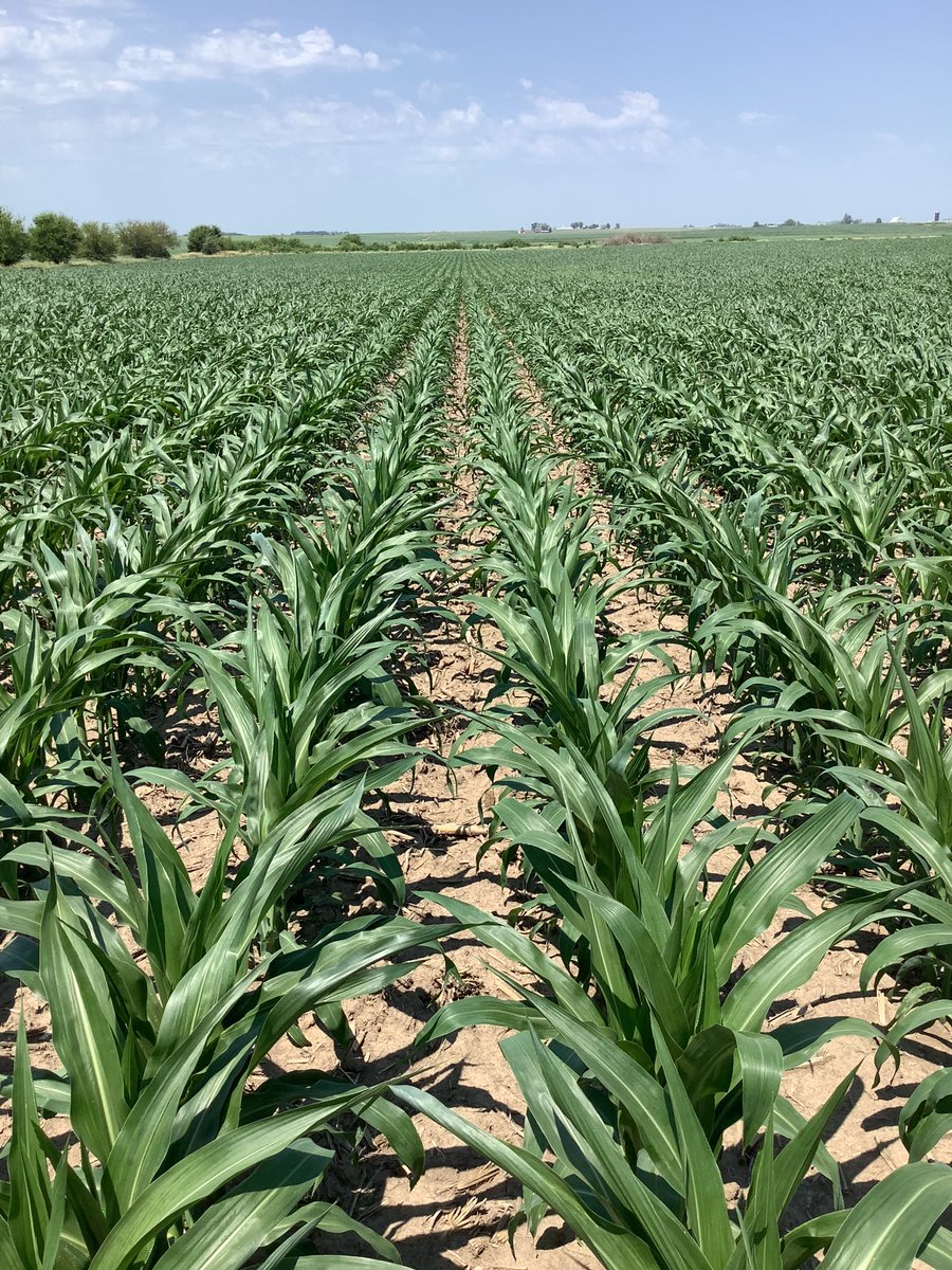 rvcinterns's tweet photo. Here is a in field comparison and a satellite imagery view of the Citri-Che Zinc product discussed in the last video! @WinFieldUnited @RVCooperative #interntalk https://t.co/gdgwM1jBGe