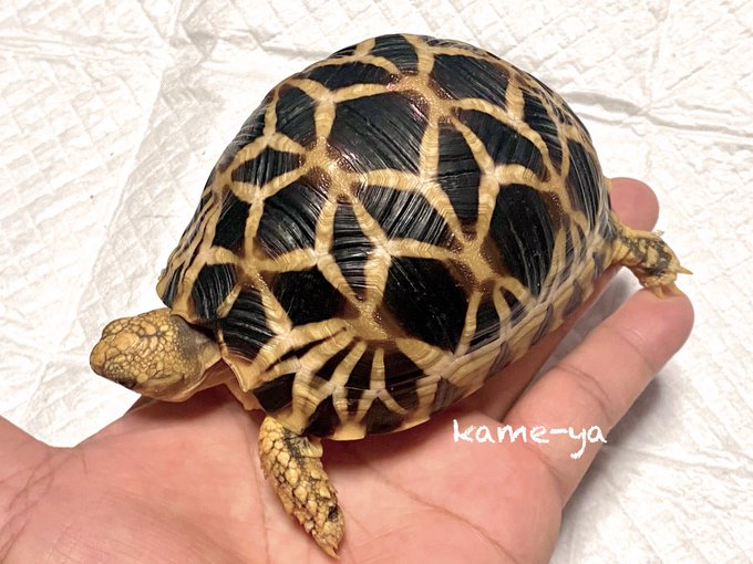 Kame Yaナオ さん のツイート 販売 の検索結果 2 Whotwi グラフィカルtwitter分析