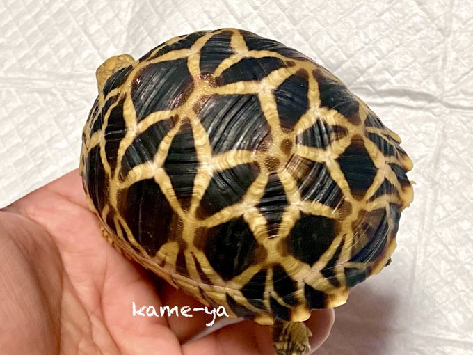 Kame Yaナオ さん のツイート 販売 の検索結果 2 Whotwi グラフィカルtwitter分析