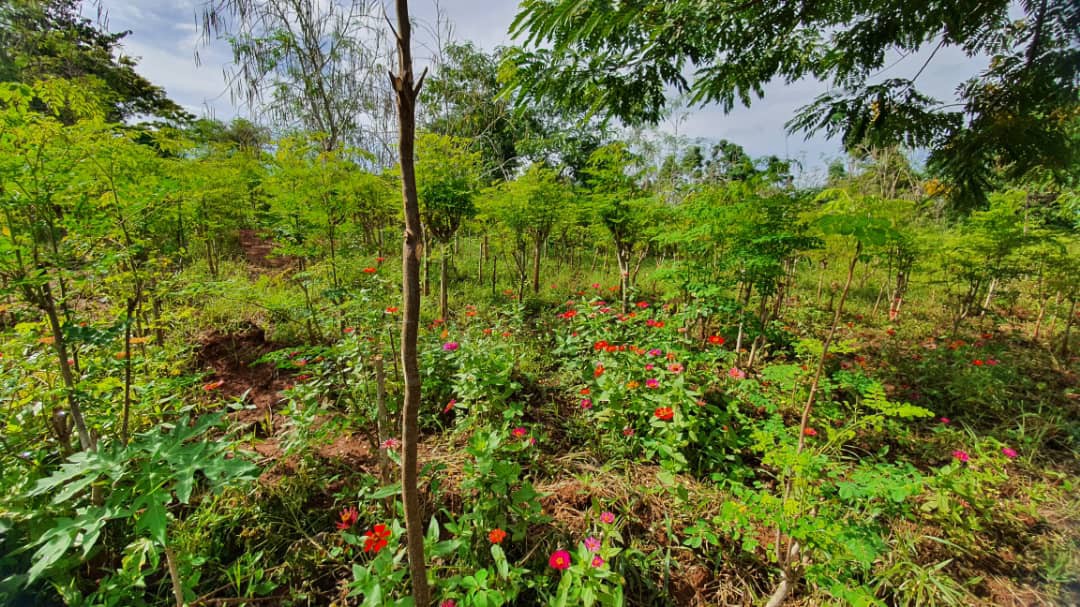 Value chain transparency #phy2app improves the accountability of organic moringa production in Uganda. More about All-natural moringa a regenerative forest system  integrated with the local community bit.ly/3q6SYLn
#transparency #sustainability #organic #biodiversity