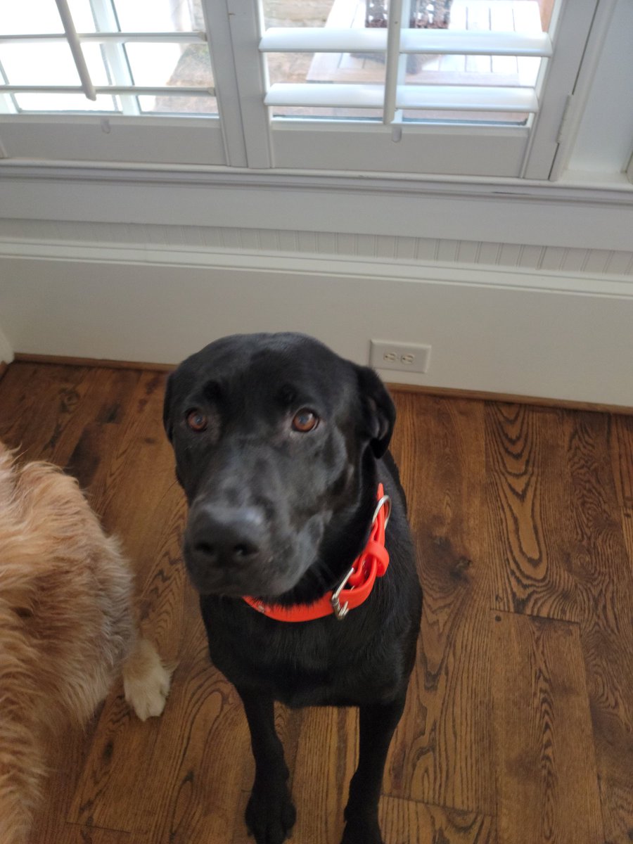 amylyle's tweet photo. If you come to my home, you may get a French kiss from this guy. Just ask @chattRhouse #oliver https://t.co/EvFxzmeANS