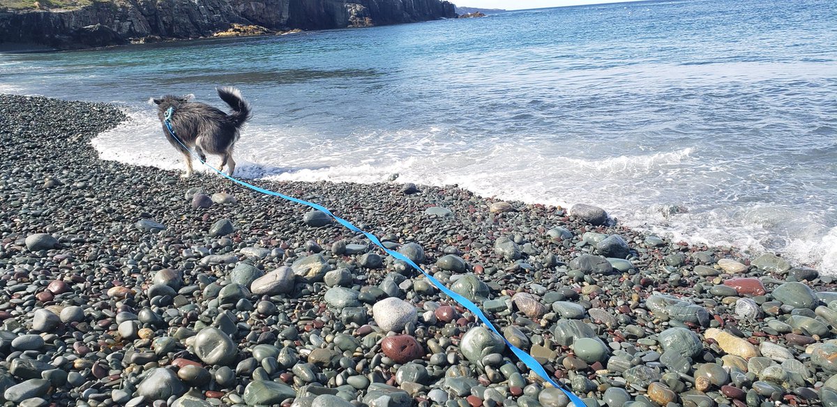 SquatCod's tweet photo. @xtinabourne Jack would like Homer to know that he checked and still no capelin noms...I mean.. friends.... at middle cove. #ecapelin https://t.co/6WBSd7S515