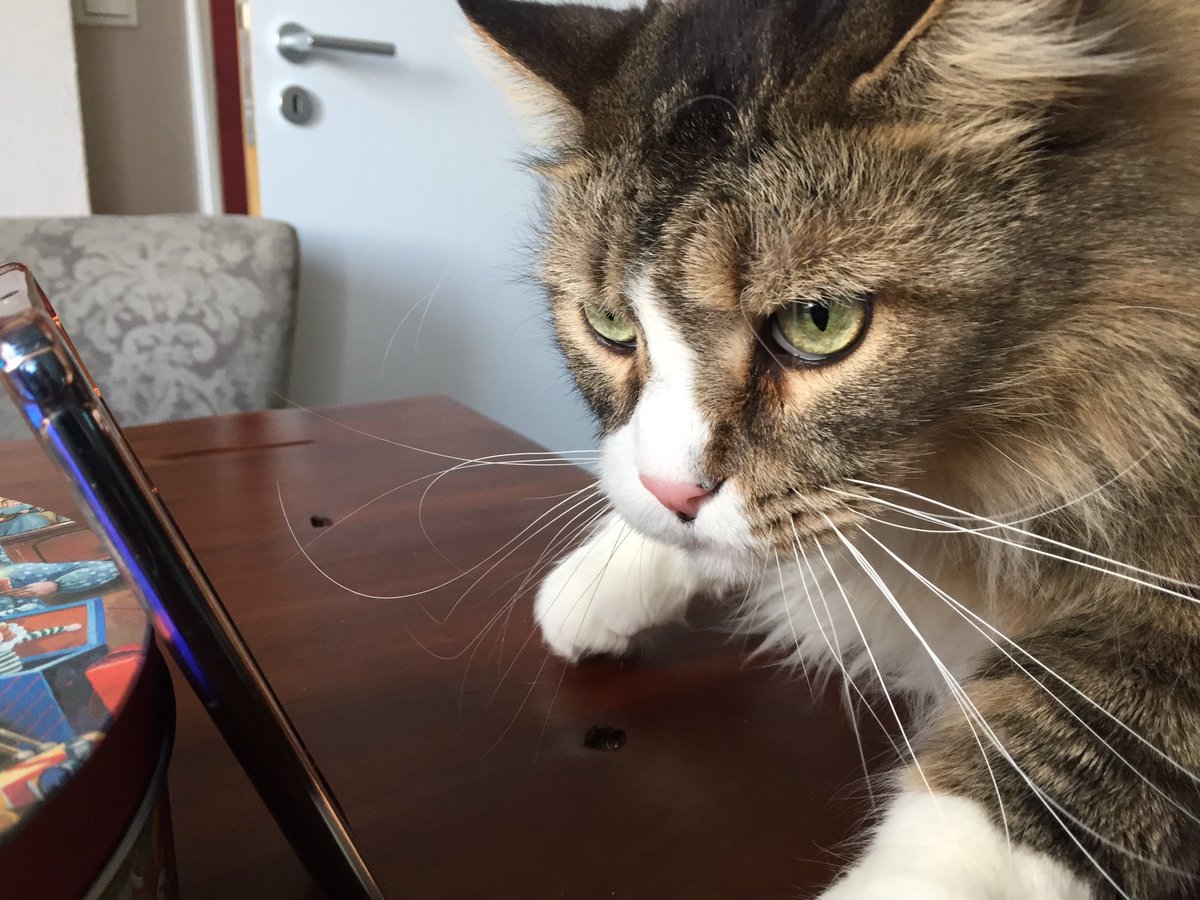 🐾MoppelchenCat🐾 tweet media