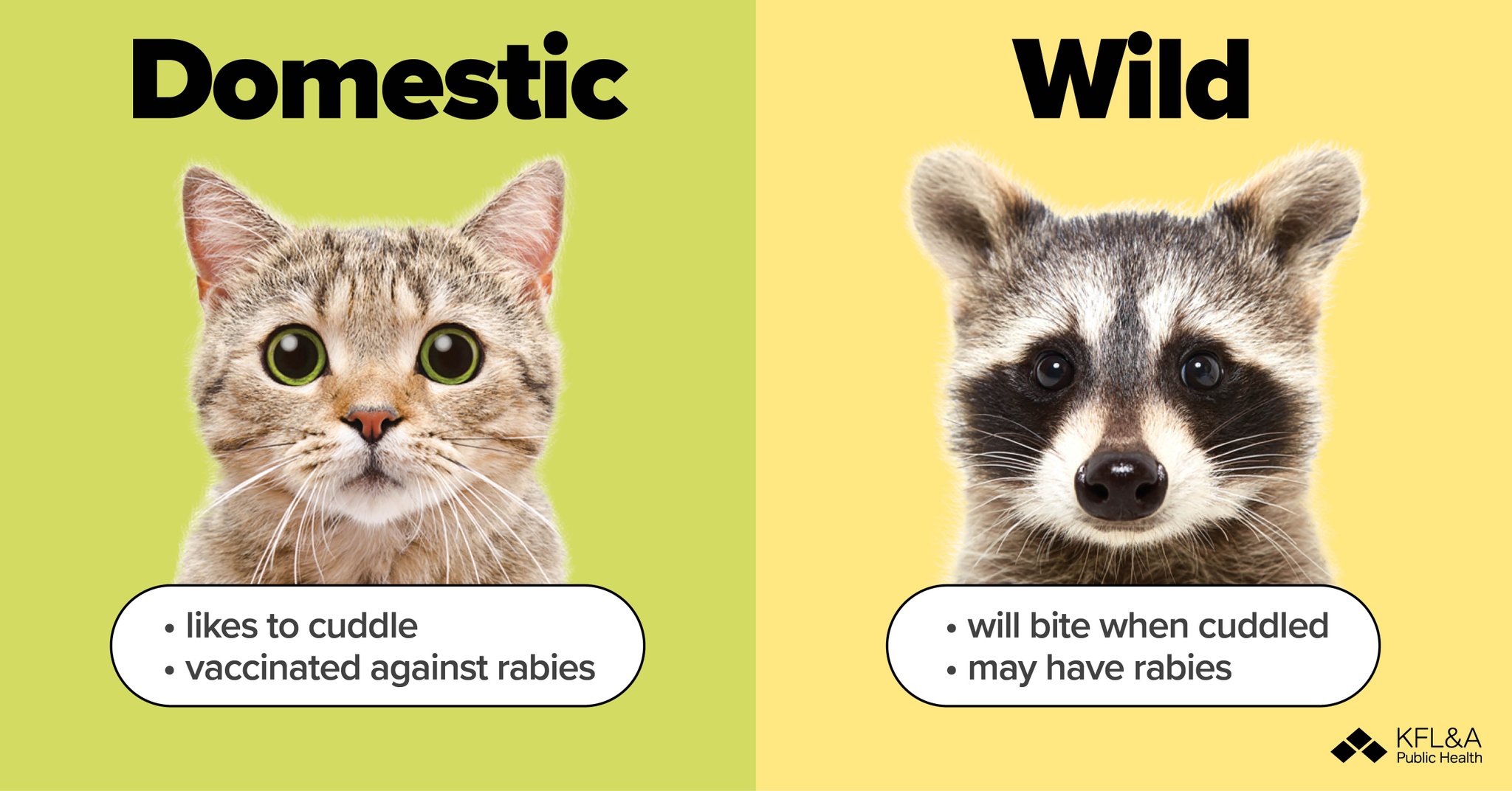 Wild Animals With Rabies Communicable Disease Prevention And Control