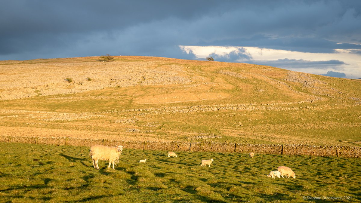 Evening light comes calling #OrtonScar #limestonepavement #karst #Westmorland_Dales #Cumbria