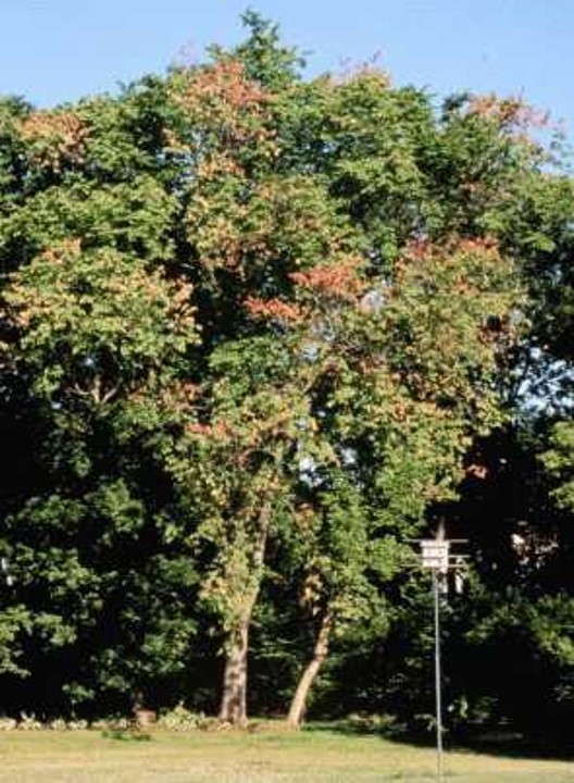 TreesWinnipeg's tweet photo. Check on your elm leaves.๐ณRemoving one infected elm can make all the difference for the long-term health of elms around it!
Leaves wilting, yellowing or browning? If so, call or email 311 (311@winnipeg.ca) to request a free inspection from a City Forestry Technician.
#stopDED https://t.co/HUHw0hNDPh