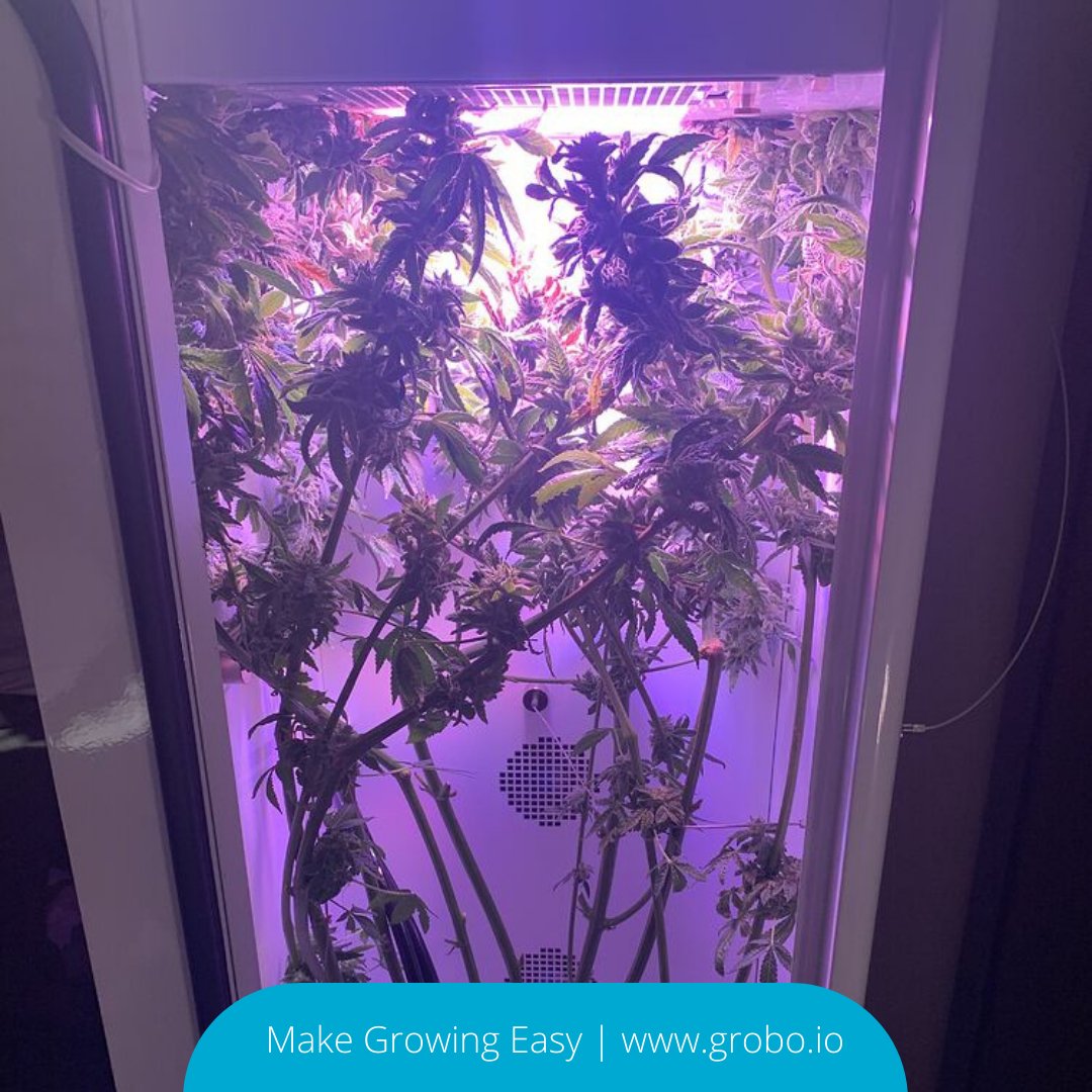 GroboGrow's tweet photo. Now thats a full Grobo! 😎
#grobo #grobogrow #cannabis #cannabislover #cannabiscommunity #cannabisgrower #cannabiscultivator #cannabissociety #marijuana #maryjane #weed #THC #plants #plantsofinsta #automatedgrowbox #growbox #hydroponics #deepwaterculture #DWC https://t.co/Zj8DxjU5Nu