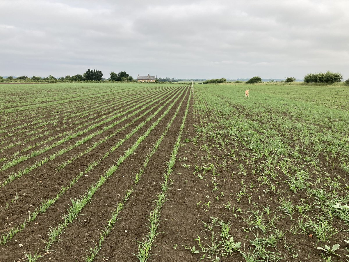 Matt England (@matt3ngland) on Twitter photo AB9 drilling date experiment at <a href="/Hutchinsons_Ag/">Hutchinsons</a> #EnviroHLH trials site. Plot on the left was drilled a month later and has already caught up. Demonstrating warm soils are key for establishment and weed control. AB9 drilling date experiment at <a href="/Hutchinsons_Ag/">Hutchinsons</a> #EnviroHLH trials site. Plot on the left was drilled a month later and has already caught up. Demonstrating warm soils are key for establishment and weed control.