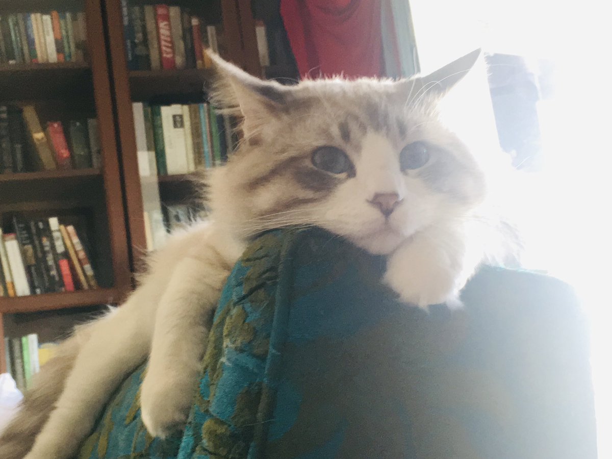 maximoandbella's tweet photo. @lauisaser Yes. When Max (pictured here) was tiny, he had a heart murmur and would pant when under stress. Car rides, vet office, new people in our home…he mostly grew out of it. https://t.co/c4cIzi0IJ8